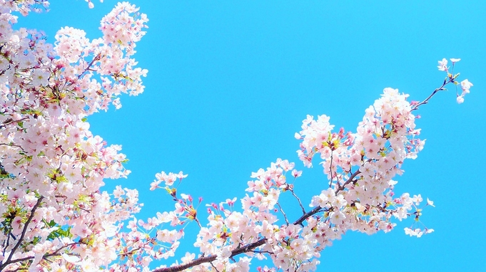【東北の桜】青森の春を彩る『弘前さくらまつり』を楽しもう★朝食付き★